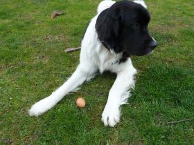Beau (Berline).JPG
