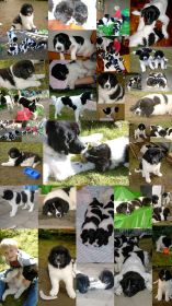 A-Wurf Collage