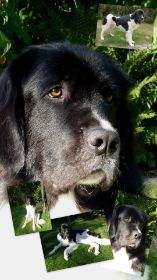 Beau (Berline) Sommer 2012
