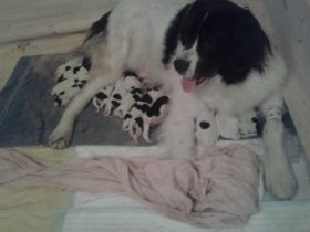 Ebby und ihre 12 Babies