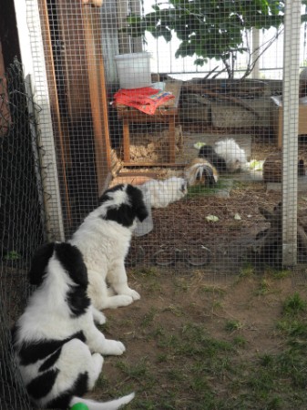 Unser Privatzoo! Darwin und Delhi beobachten die Schweinchen! Unser Privatzoo! Darwin und Delhi beobachten die Schweinchen!
