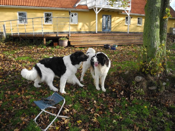 Hexe: "Hallo Basil, hast Du heute was vor?"