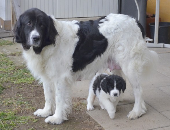 Mama Batida und Figo