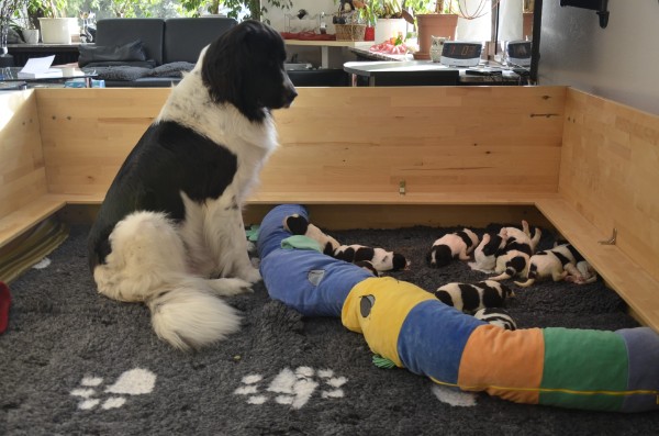 Zuerst haben wir die Wurfkiste für die Kleinen etwas begrenzt!