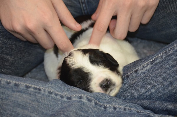 Lily beim Kuscheln!