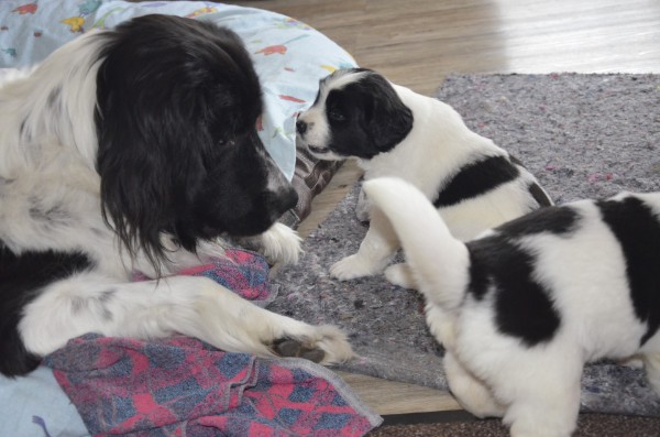 Okina und Lily beginnen zu spielen