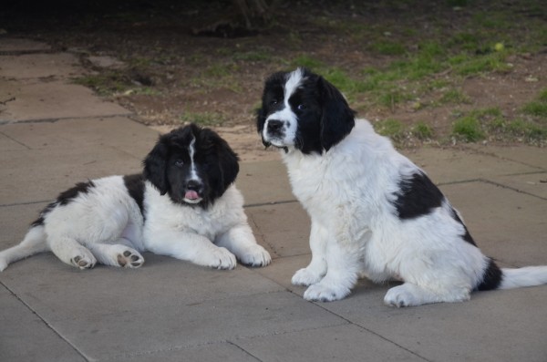 Hermine und Lily