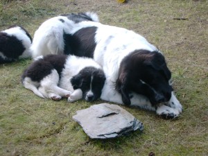 Alaska (7 Wochen) beim Kuscheln mit Mama