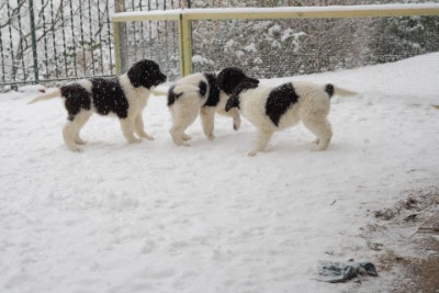 Bariton, Bailey und Batida beim Toben