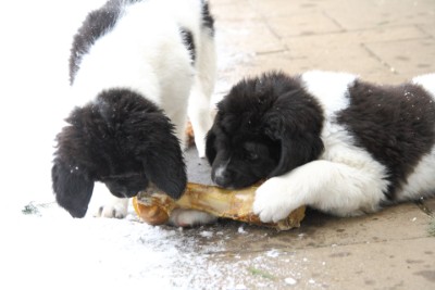 Bailey und Bariton teilen sich einen Knochen