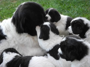 Als Mama braucht man gute Nerven Als Mama braucht man gute Nerven
