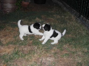 Dante und Darwin Dante und Darwin