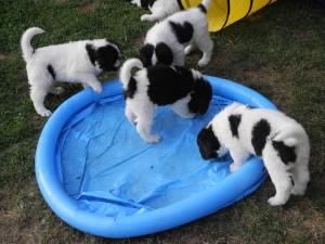 Pooltime