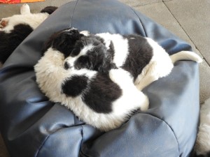 Dubai und Dublin kuscheln auf dem Sitzsack Dubai und Dublin kuscheln auf dem Sitzsack