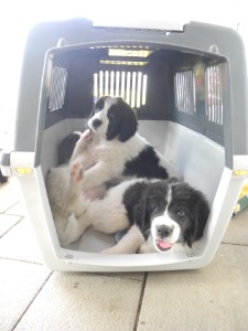 Transportbox sofort akzeptiert! Transportbox sofort akzeptiert!