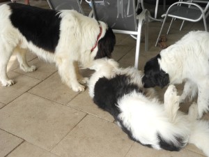 Caruso, Hexe und Batida hatten auch ihren Spaß! Caruso, Hexe und Batida hatten auch ihren Spaß!