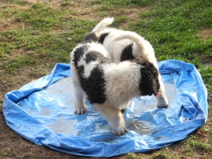 Pooltime! Pooltime!