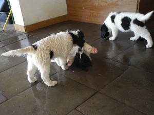 Toben nach dem Wasserschlauch-Einsatz Toben nach dem Wasserschlauch-Einsatz