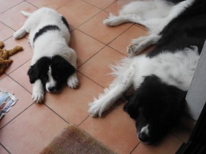 Diesel und Hexe bei ihrem Schönheitsschlaf auf dem Balkon!