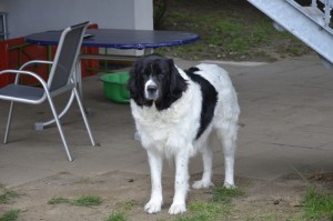 Unsere gro´ße Schwester Batida!