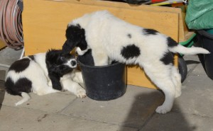 Fredi und Fidschi bei der Arbeit!