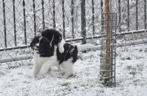 Rauferei im Schnee