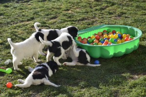 Spielen auf der Wiese