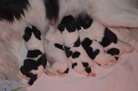 3Jungs und 2 Mädchen: Hitchcock, Hedwig, Luna, Hölderlin und Hemmingway (von links nach rechts)