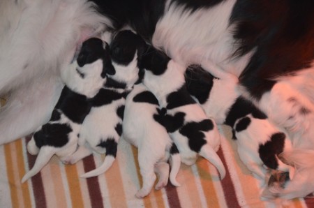 5 Mädchen: Molly, Minerva (Mini),Lily,Hermine undGinny (von inks nach rechts)