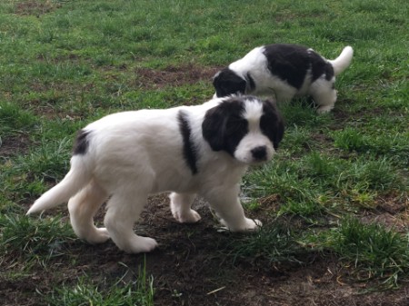 Hedwig und hinten Molly